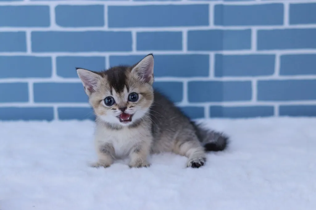 Munchkin (Short-Leg)มันช์กิ้นขาสั้น