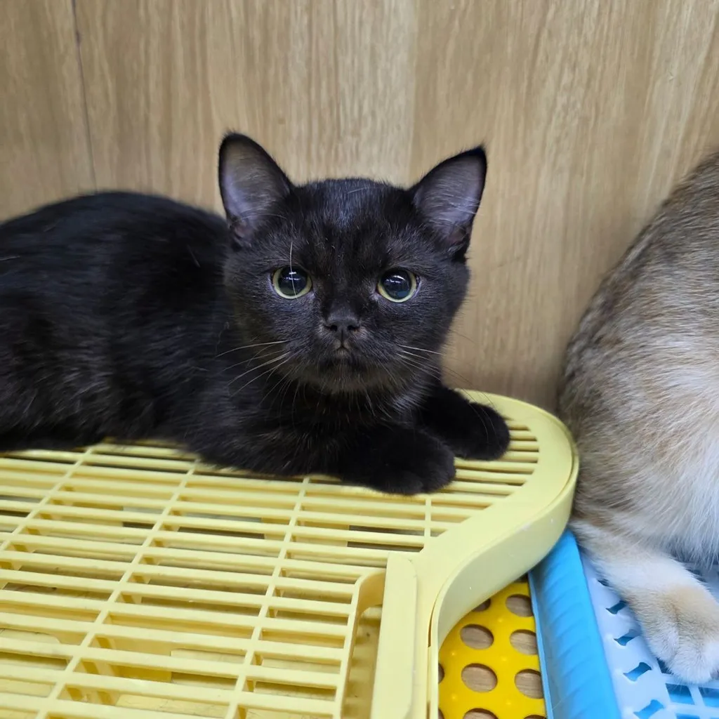 Munchkin (Short-Leg)มันช์กิ้นขาสั้น
