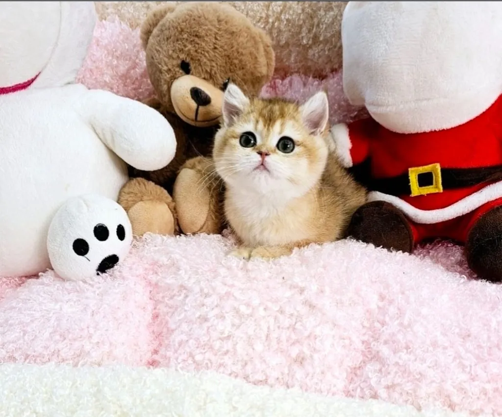 Munchkin (Short-Leg)มันช์กิ้นขาสั้น