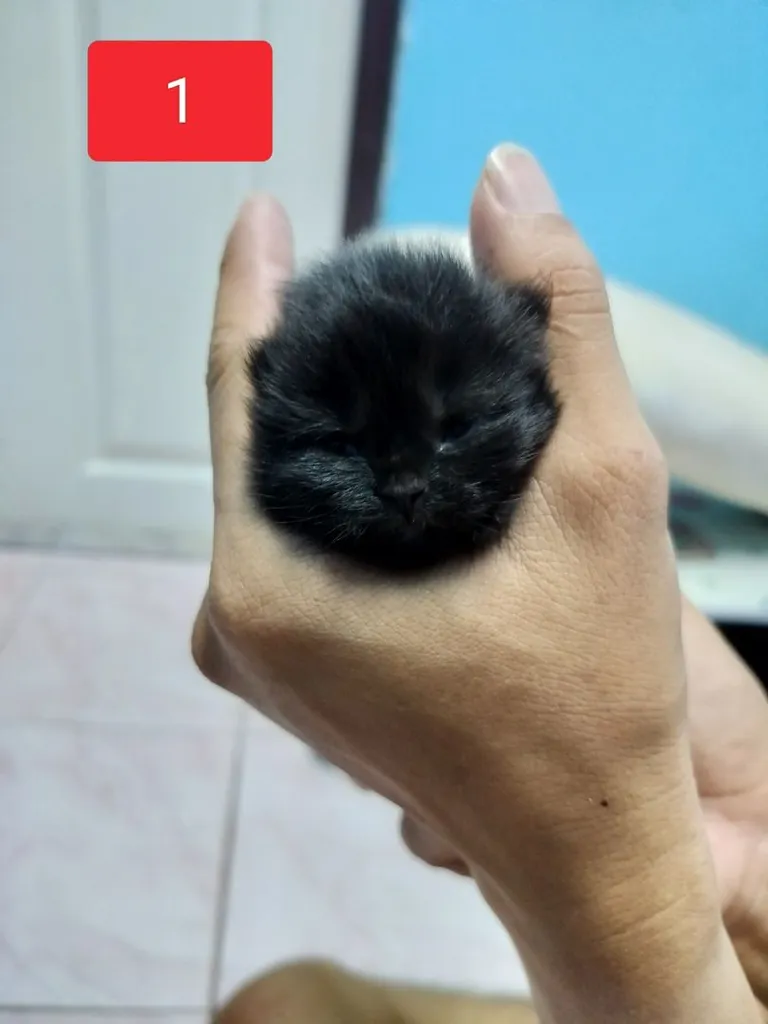 แมวเปอร์เซีย