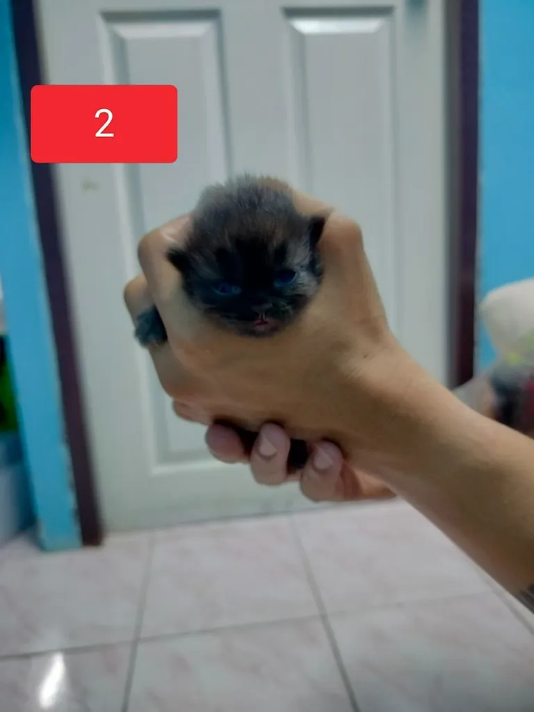 แมวเปอร์เซีย