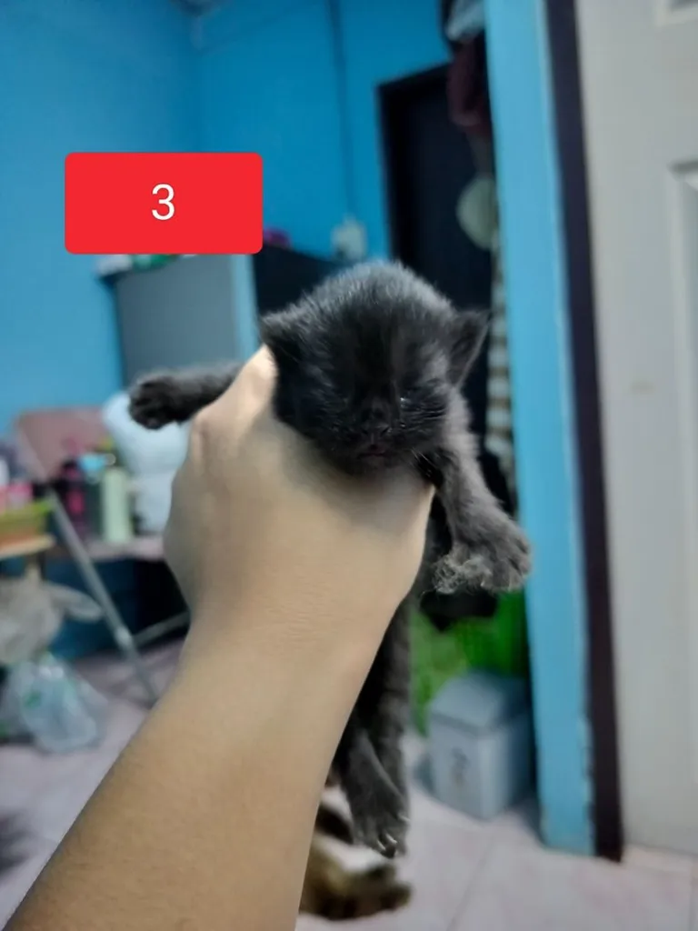แมวเปอร์เซีย