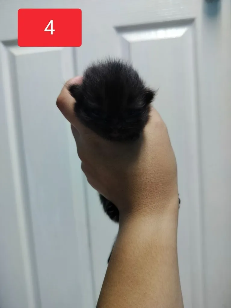 แมวเปอร์เซีย