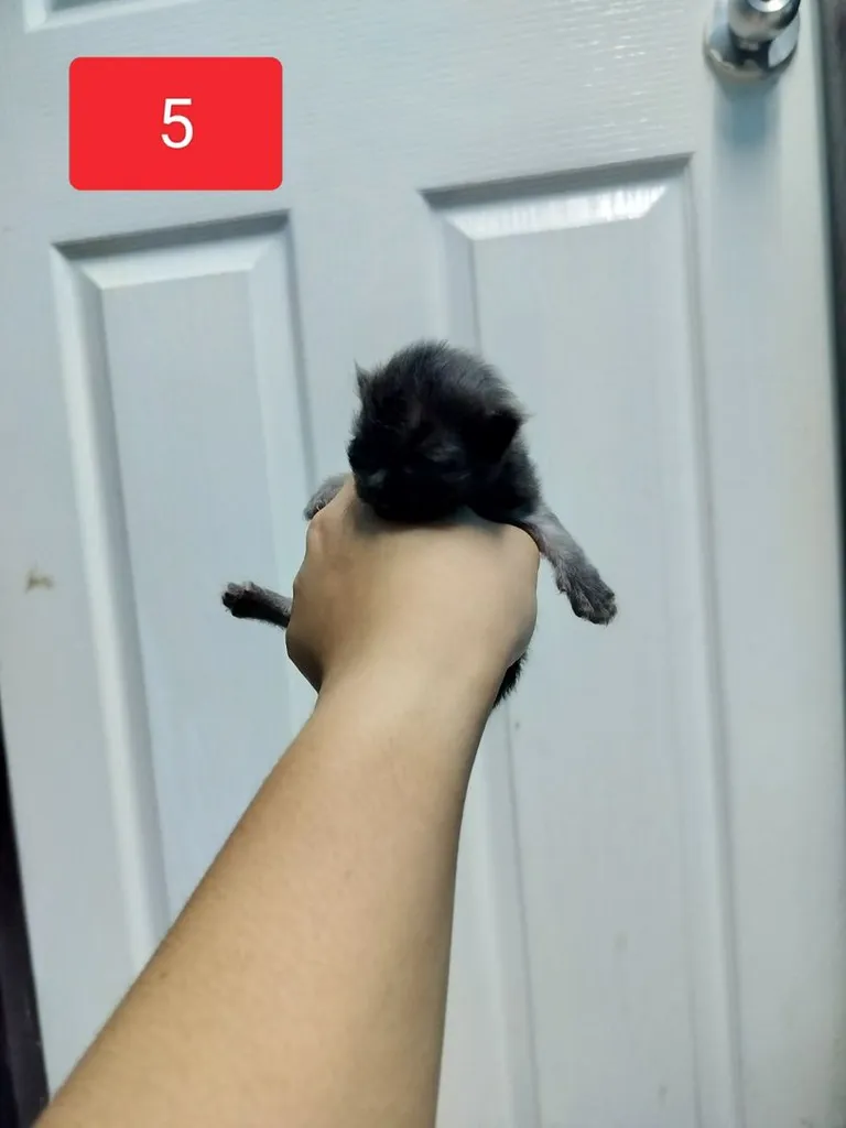 แมวเปอร์เซีย