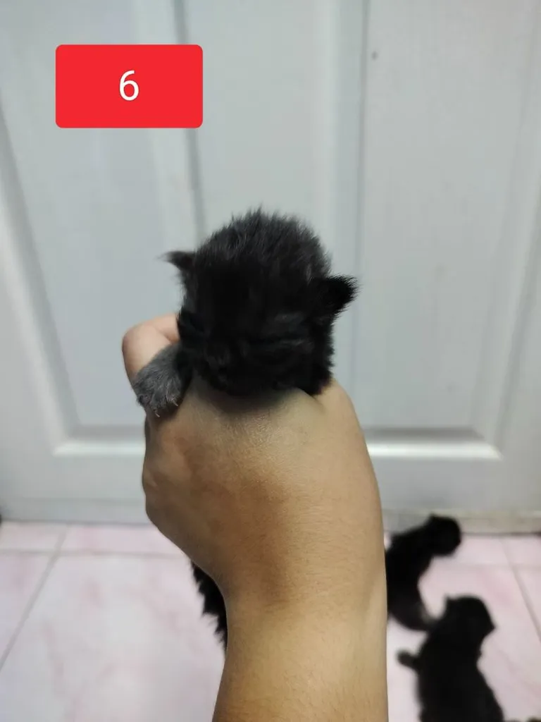แมวเปอร์เซีย