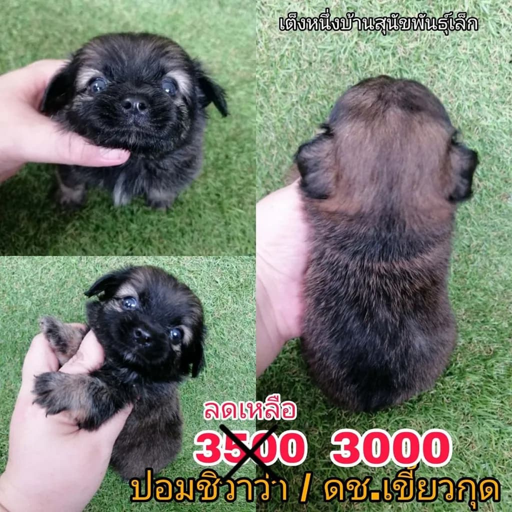 ด่วน เบาๆ เริ่ม 3000 ปอมชิวาว่า ชิสุชิวาว่า พร้อมย้าย