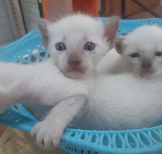 แมววิเชียรมาส มีใบเพด
