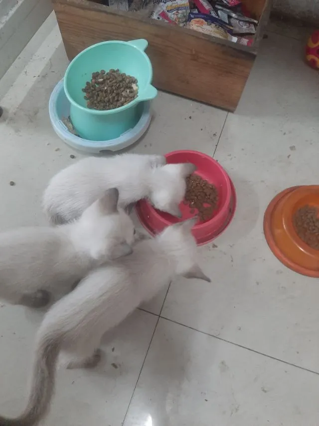 แมววิเชียรมาส มีใบเพด