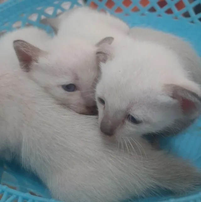 แมววิเชียรมาส มีใบเพด
