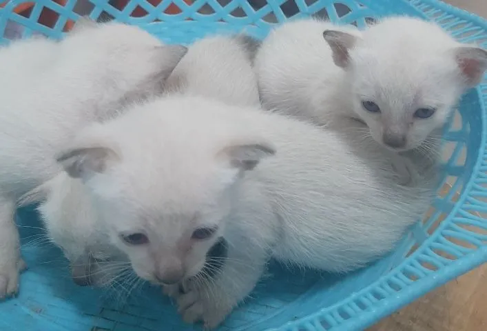 แมววิเชียรมาส มีใบเพด