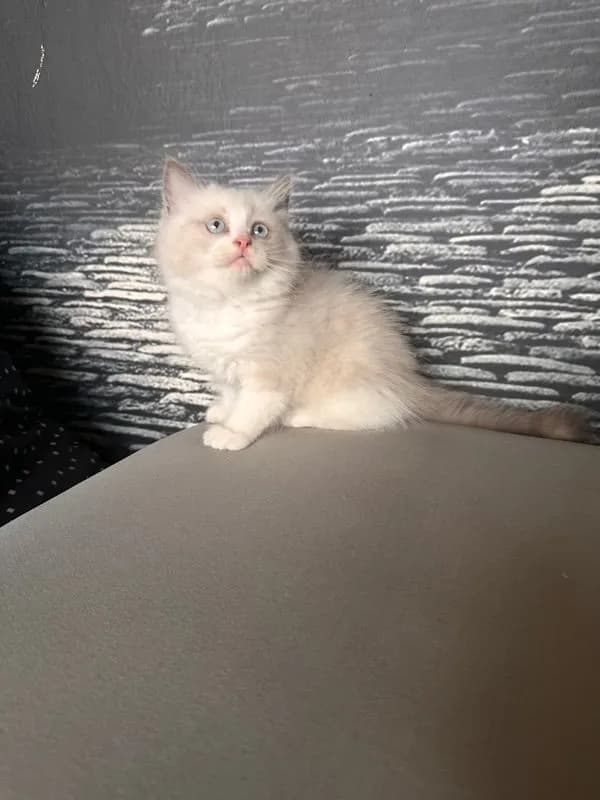 ลูกแมวแร็กดอลล์ เพศผู้
