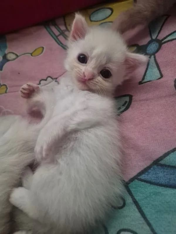 เปอร์เซีย