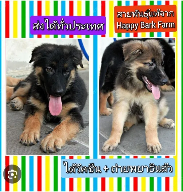 ลูกหมา ลูกสุนัข เยอรมันเชพเพิร์ด พันธุ์แท้จากฟาร์ม k9 ส่งได้ทั่วประเทศ มีทั้งตัวผู้และตัวเมีย หมาพันธุ์ใหญ่