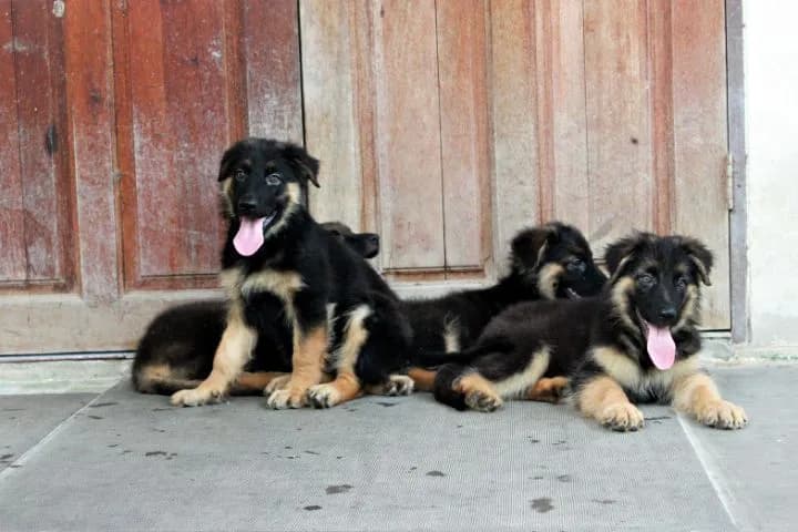 ลูกหมา ลูกสุนัข เยอรมันเชพเพิร์ด พันธุ์แท้จากฟาร์ม k9 ส่งได้ทั่วประเทศ มีทั้งตัวผู้และตัวเมีย หมาพันธุ์ใหญ่