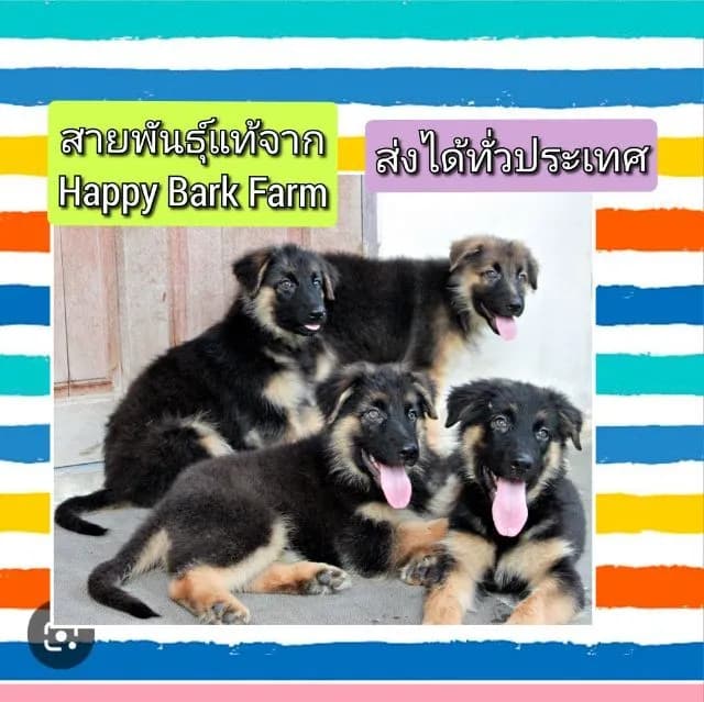 ลูกหมา ลูกสุนัข เยอรมันเชพเพิร์ด พันธุ์แท้จากฟาร์ม k9 ส่งได้ทั่วประเทศ มีทั้งตัวผู้และตัวเมีย หมาพันธุ์ใหญ่