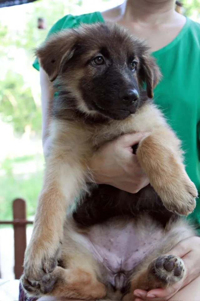 ลูกหมา ลูกสุนัข เยอรมันเชพเพิร์ด พันธุ์แท้จากฟาร์ม k9 ส่งได้ทั่วประเทศ มีทั้งตัวผู้และตัวเมีย หมาพันธุ์ใหญ่