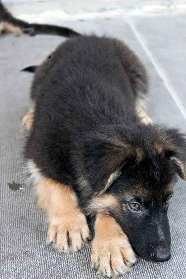 ลูกหมา ลูกสุนัข เยอรมันเชพเพิร์ด พันธุ์แท้จากฟาร์ม k9 ส่งได้ทั่วประเทศ มีทั้งตัวผู้และตัวเมีย หมาพันธุ์ใหญ่