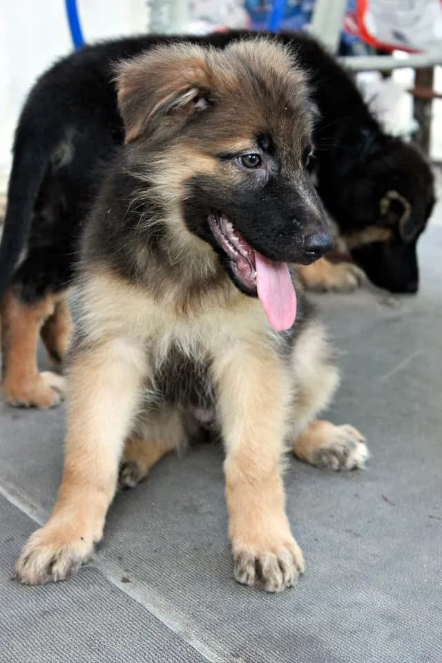 ลูกหมา ลูกสุนัข เยอรมันเชพเพิร์ด พันธุ์แท้จากฟาร์ม k9 ส่งได้ทั่วประเทศ มีทั้งตัวผู้และตัวเมีย หมาพันธุ์ใหญ่