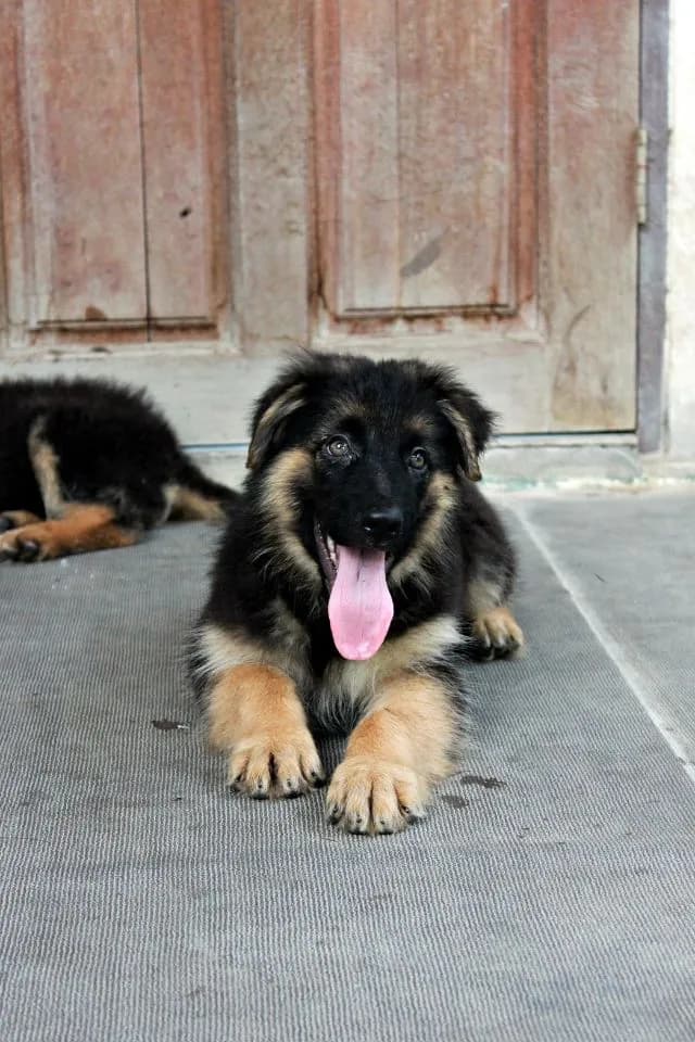 ลูกหมา ลูกสุนัข เยอรมันเชพเพิร์ด พันธุ์แท้จากฟาร์ม k9 ส่งได้ทั่วประเทศ มีทั้งตัวผู้และตัวเมีย หมาพันธุ์ใหญ่