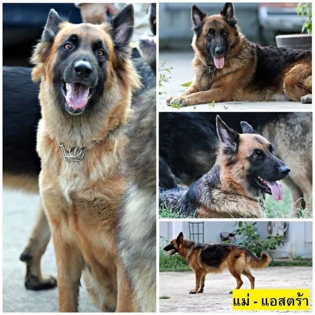 ลูกหมา ลูกสุนัข เยอรมันเชพเพิร์ด พันธุ์แท้จากฟาร์ม k9 ส่งได้ทั่วประเทศ มีทั้งตัวผู้และตัวเมีย หมาพันธุ์ใหญ่