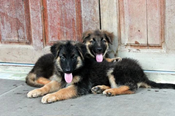 ลูกหมา ลูกสุนัข เยอรมันเชพเพิร์ด พันธุ์แท้จากฟาร์ม k9 ส่งได้ทั่วประเทศ มีทั้งตัวผู้และตัวเมีย หมาพันธุ์ใหญ่