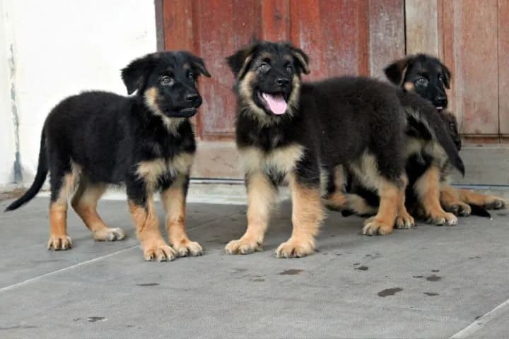ลูกหมา ลูกสุนัข เยอรมันเชพเพิร์ด พันธุ์แท้จากฟาร์ม k9 ส่งได้ทั่วประเทศ มีทั้งตัวผู้และตัวเมีย หมาพันธุ์ใหญ่