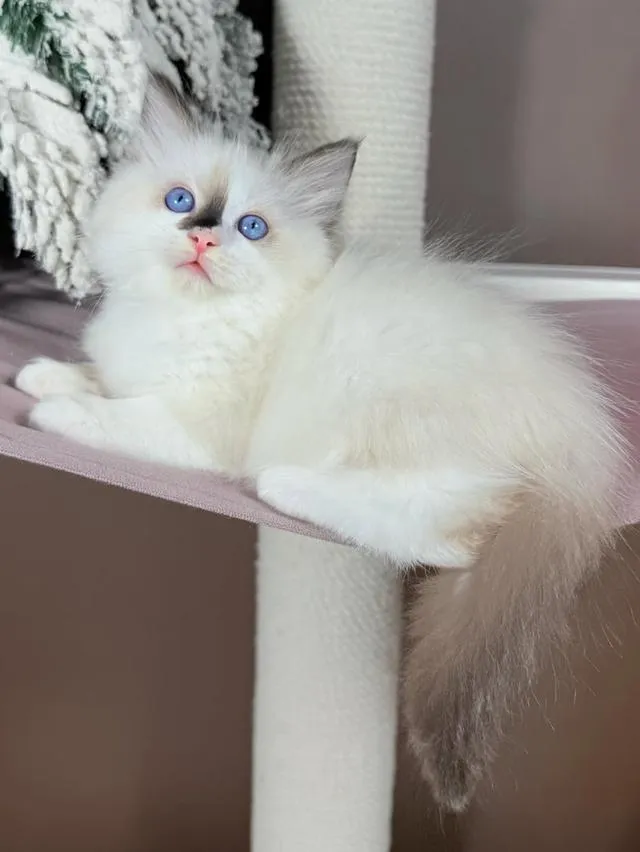 Ragdoll kittens Available now