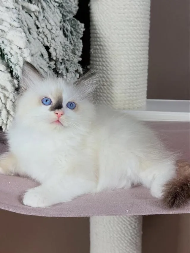 Ragdoll kittens Available now