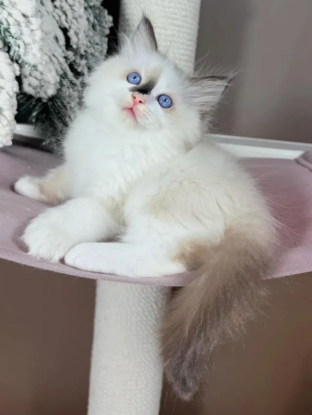 Ragdoll kittens Available now