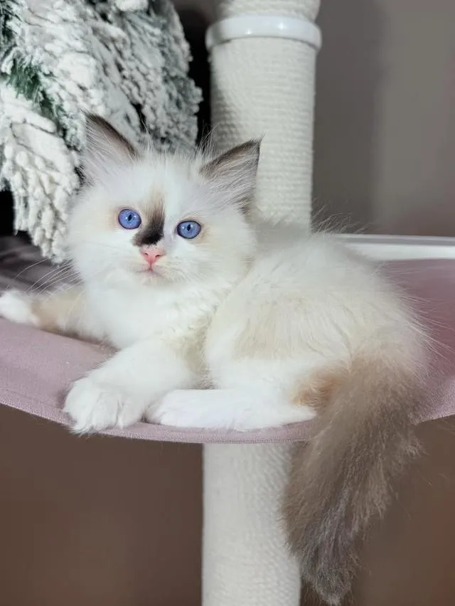 Ragdoll kittens Available now