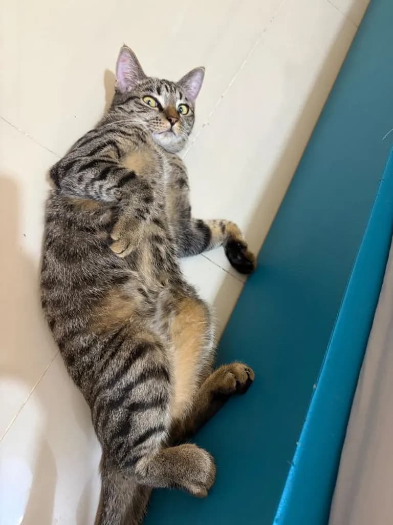 น้องแมวพันธ์ผสมให้ฟรี