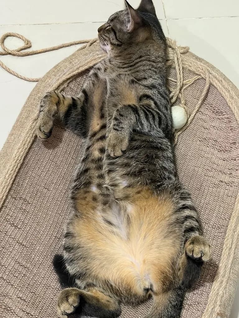 น้องแมวพันธ์ผสมให้ฟรี