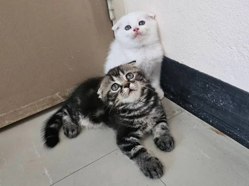 สก็อตติชแท้