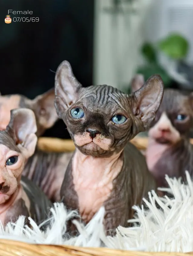 แมวสายพันธุ์สฟิงซ์ Sphynx