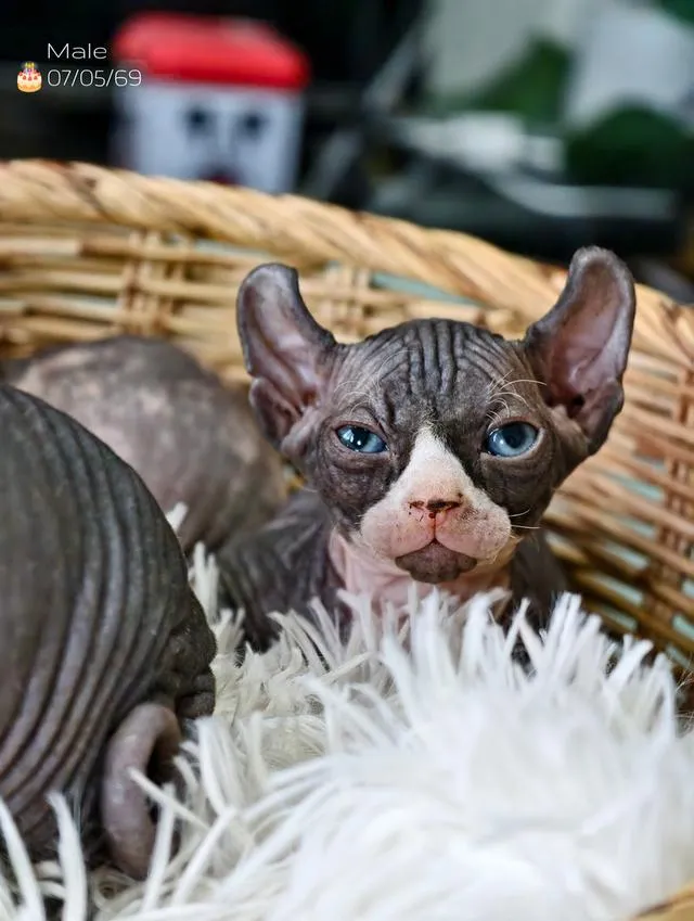 แมวสายพันธุ์สฟิงซ์ Sphynx