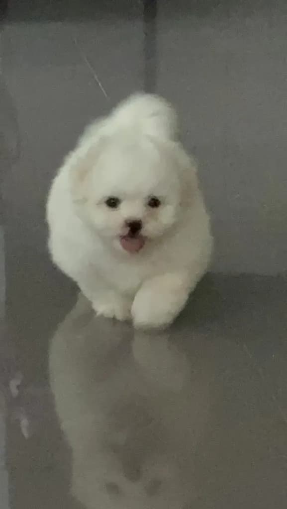 สุนัขพันธุ์ชิสุผสมปอม