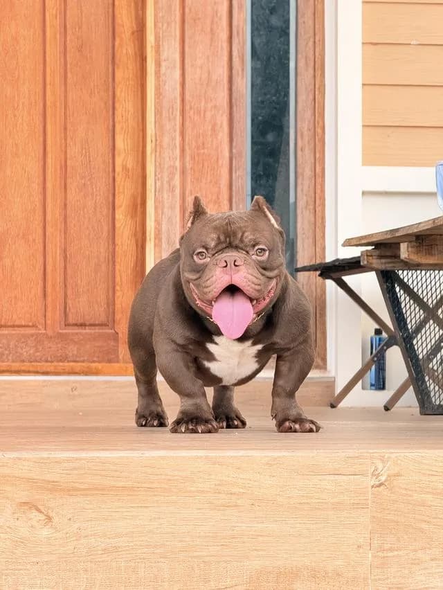 Americanbully exotic