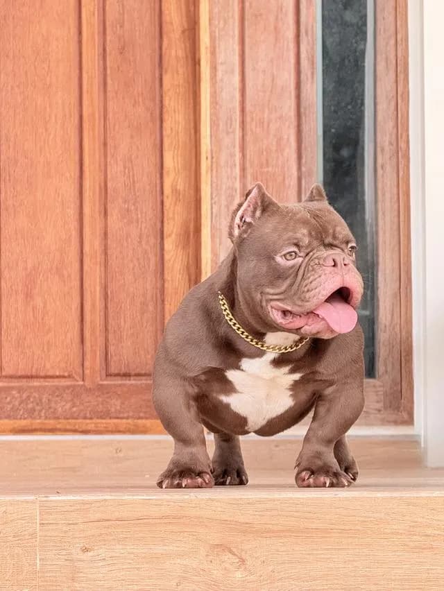 Americanbully exotic