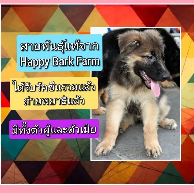 ลูกหมา ลูกสุนัข เยอรมันเชพเพิร์ด k9 สายพันธุ์แท้ จากฟาร์ม ส่งได้ทั่วประเทศ ผู้ เมีย