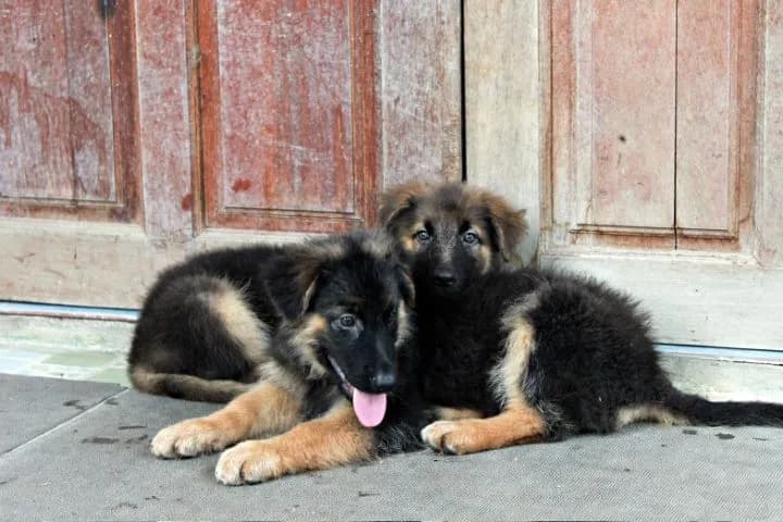 ลูกหมา ลูกสุนัข เยอรมันเชพเพิร์ด k9 สายพันธุ์แท้ จากฟาร์ม ส่งได้ทั่วประเทศ ผู้ เมีย