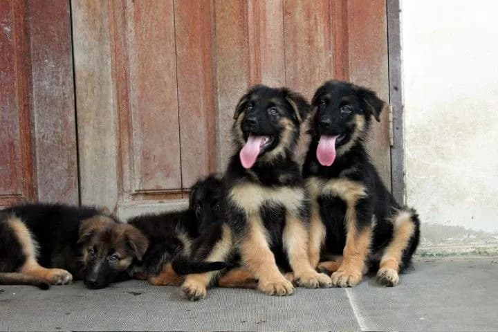 ลูกหมา ลูกสุนัข เยอรมันเชพเพิร์ด k9 สายพันธุ์แท้ จากฟาร์ม ส่งได้ทั่วประเทศ ผู้ เมีย