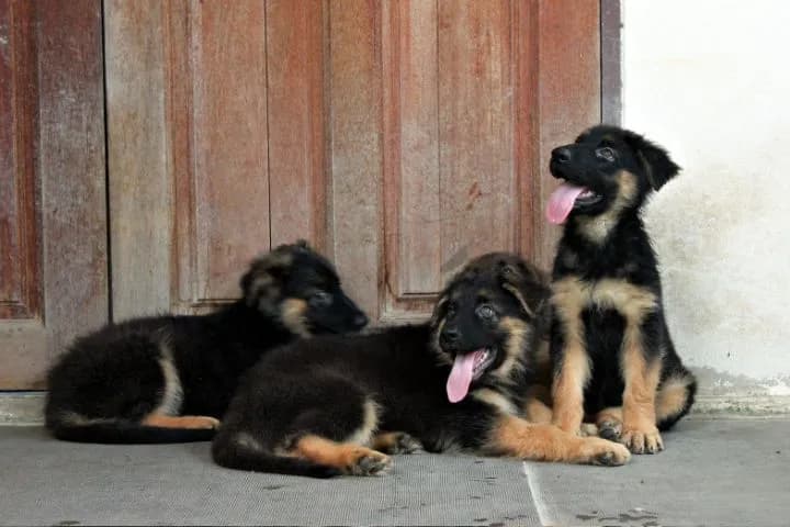 ลูกหมา ลูกสุนัข เยอรมันเชพเพิร์ด k9 สายพันธุ์แท้ จากฟาร์ม ส่งได้ทั่วประเทศ ผู้ เมีย