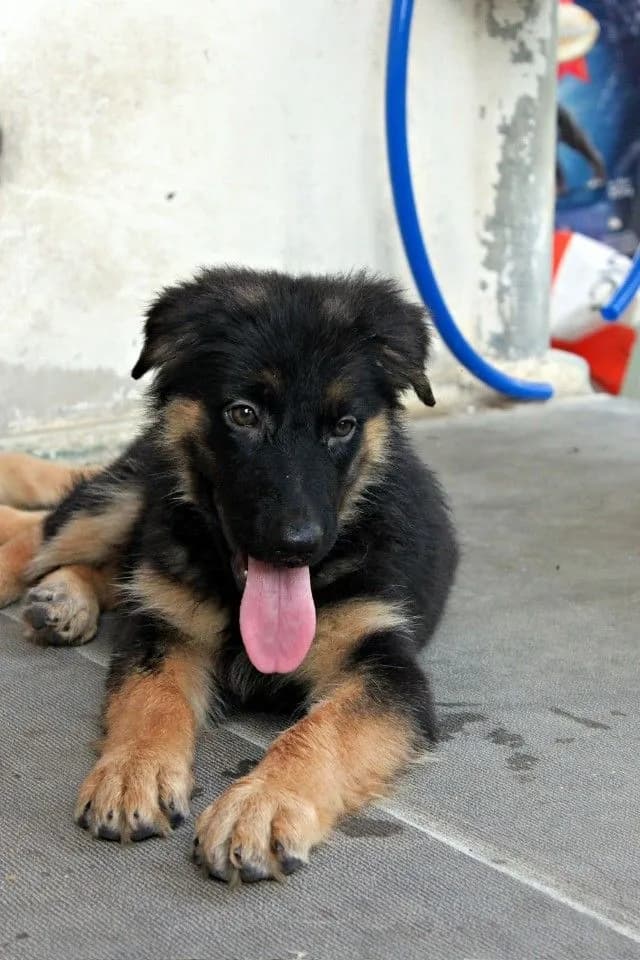 ลูกหมา ลูกสุนัข เยอรมันเชพเพิร์ด k9 สายพันธุ์แท้ จากฟาร์ม ส่งได้ทั่วประเทศ ผู้ เมีย