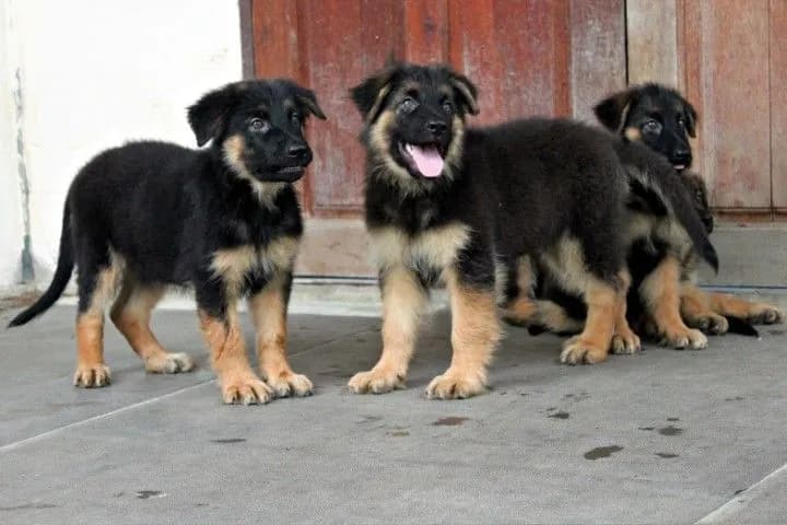 ลูกหมา ลูกสุนัข เยอรมันเชพเพิร์ด k9 สายพันธุ์แท้ จากฟาร์ม ส่งได้ทั่วประเทศ ผู้ เมีย