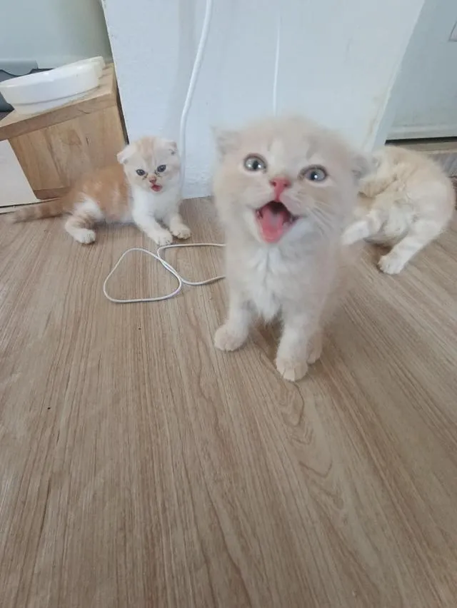 เเมวพันธุ์สก๊อตติชโฟลด์