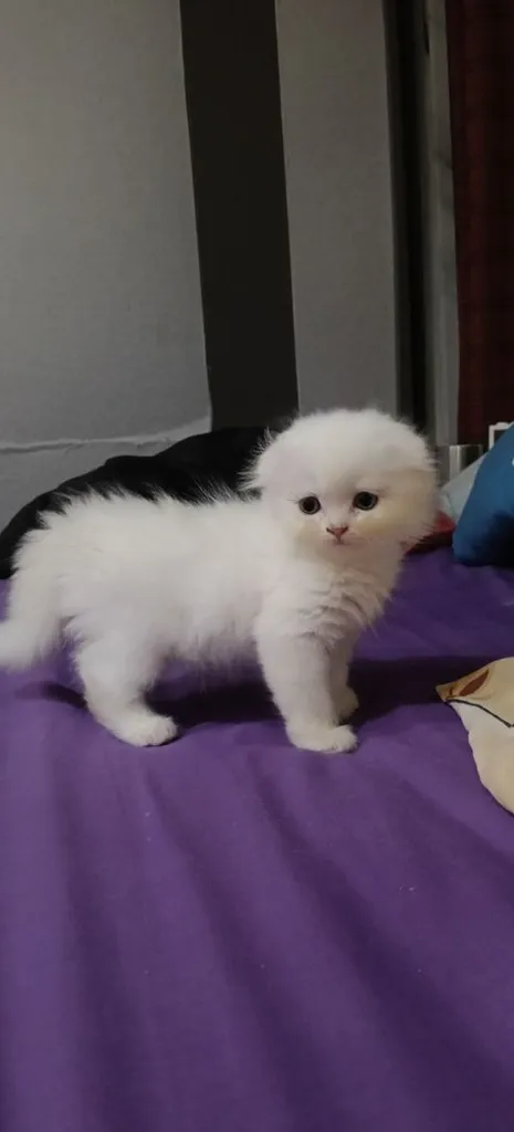 scottish fold