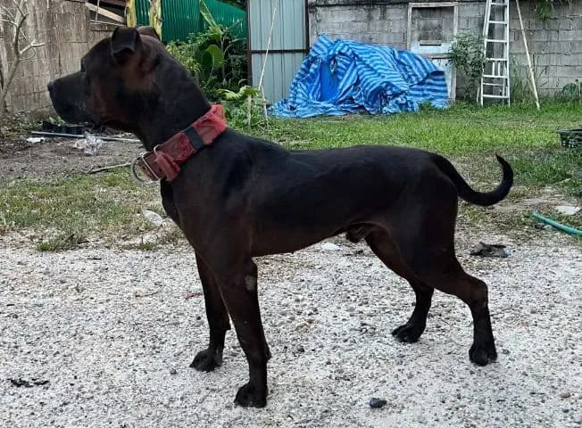 American pitbullterrier เพศผู้