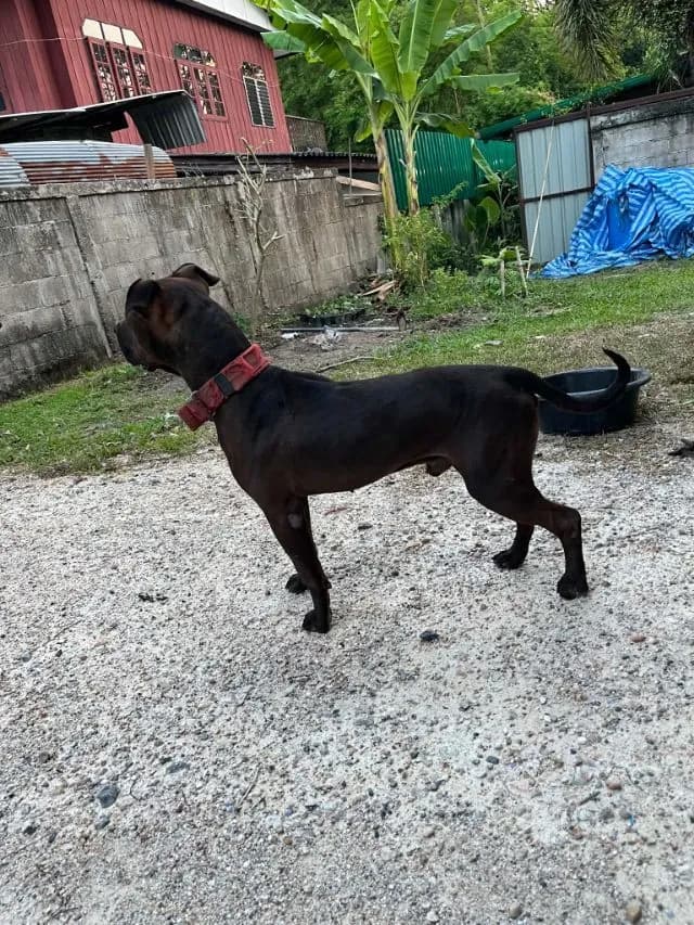 American pitbullterrier เพศผู้