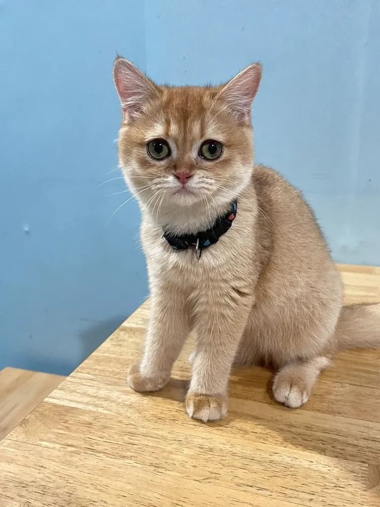 บริติช ชอทแฮร์ (British Shorthair)