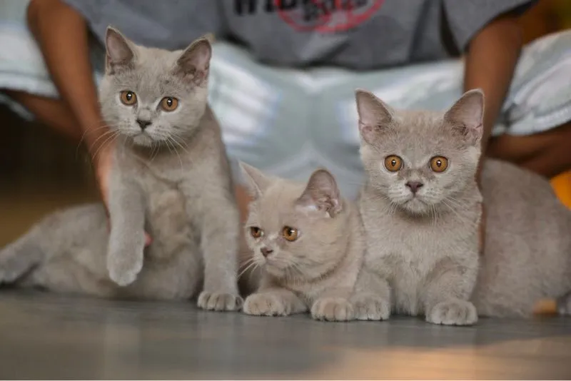 ลูกแมวสก๊อตติชโฟล์